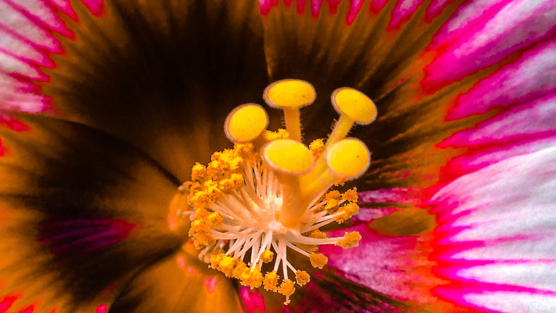 A close up of the center of a flower.
